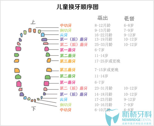 儿童换牙顺序图